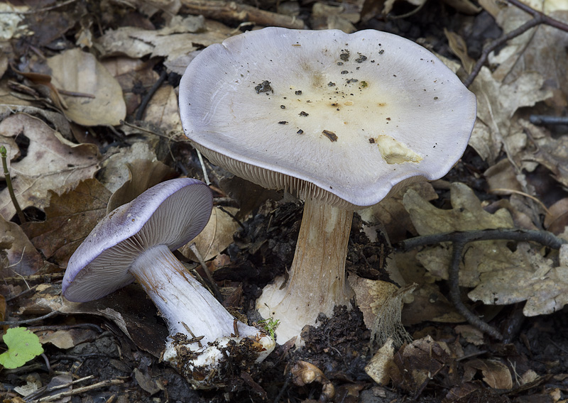 Cortinarius mairei